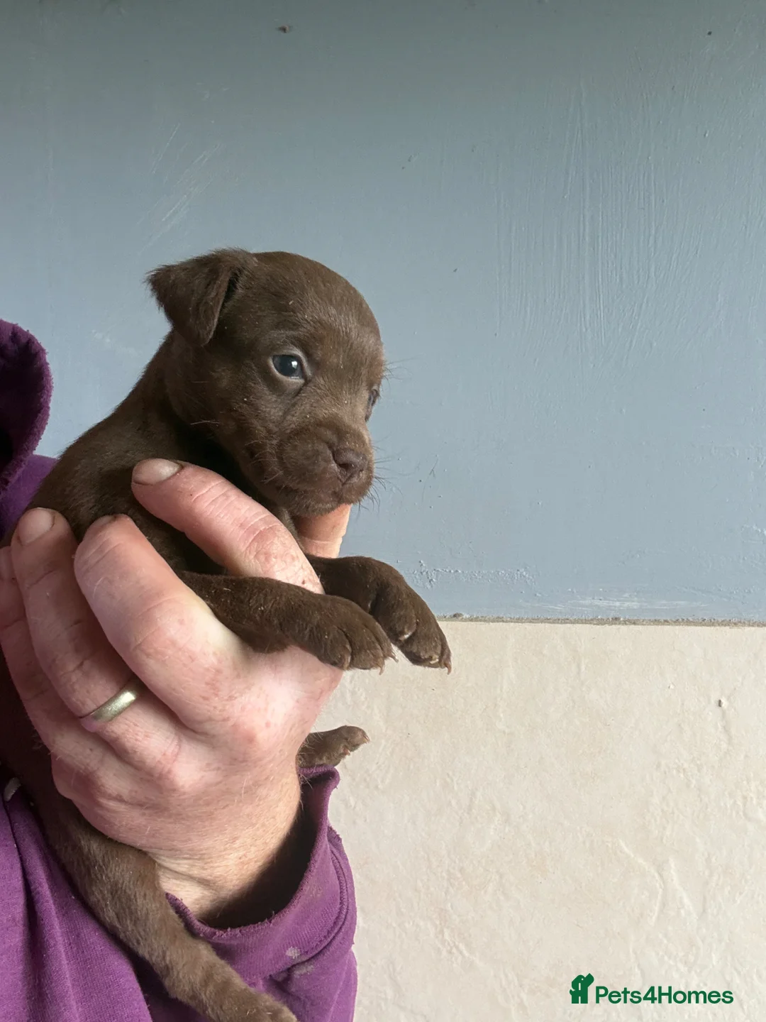 Patterdale Terrier dogs for sale: High Quality Patterdale Pups - Advert 5