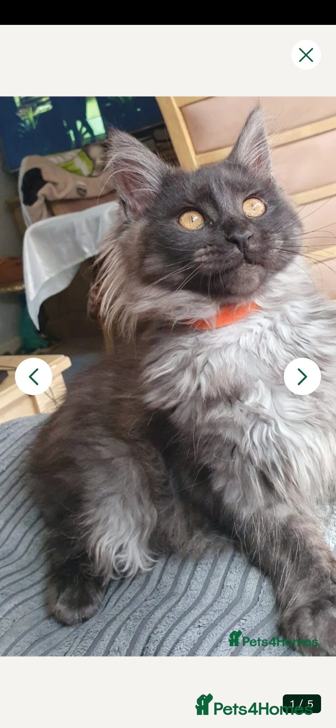 Maine Coon cats Main coon kittens - Advert 13