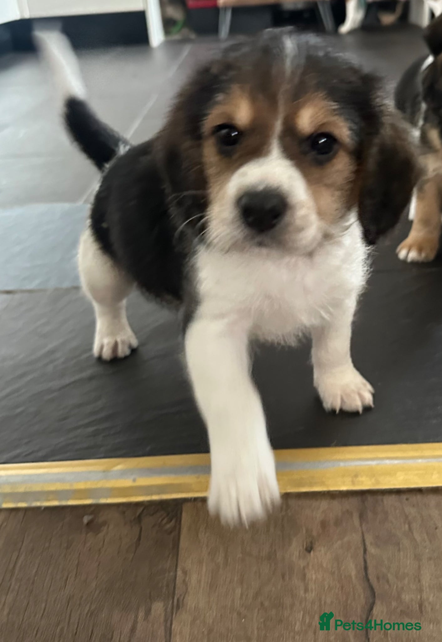 Mixed Breed dogs Beautiful Beagle x Cavapoo Puppies 🐶  - Advert 12