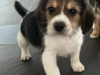 Mixed Breed dogs Beautiful Beagle x Cavapoo Puppies 🐶 - Advert 12