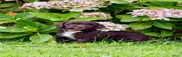 Spanish Water Dog dogs for sale: KC Spanish Water Dog Pups-Coastal Raised with ENS  - Advert 19