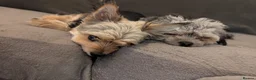 Chorkie dogs for sale: Chorkie puppies  - Advert 4