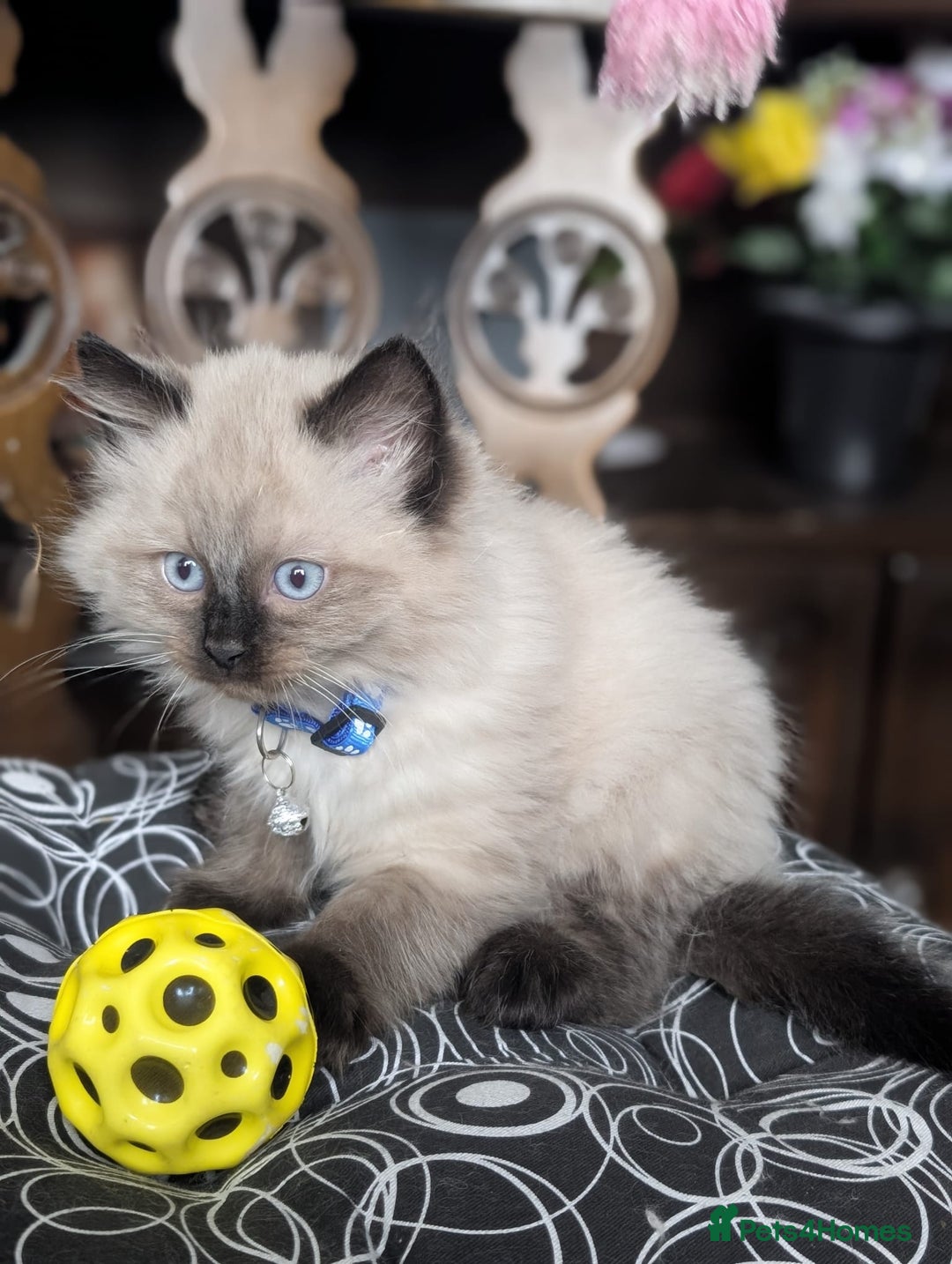 Ragdoll cats for sale: **Stunning litter of 4 ragdoll kittens** - Advert 4