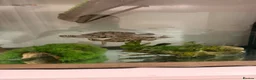 Turtle reptiles for sale: 2x map turtles looking for a new home in Newport - Advert 1