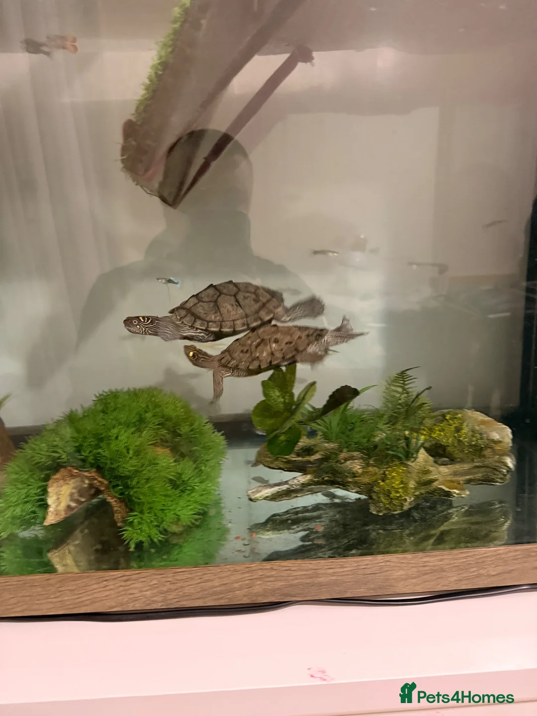 Turtle reptiles for sale: 2x map turtles looking for a new home in Newport - Advert 1