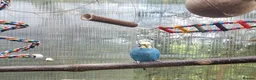 Budgerigars birds for sale: 2 budgies for sale  - Advert 3
