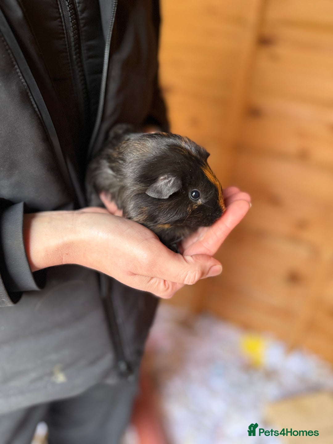 Guinea Pig rodents for sale: Baby Guinea Pigs - Advert 4