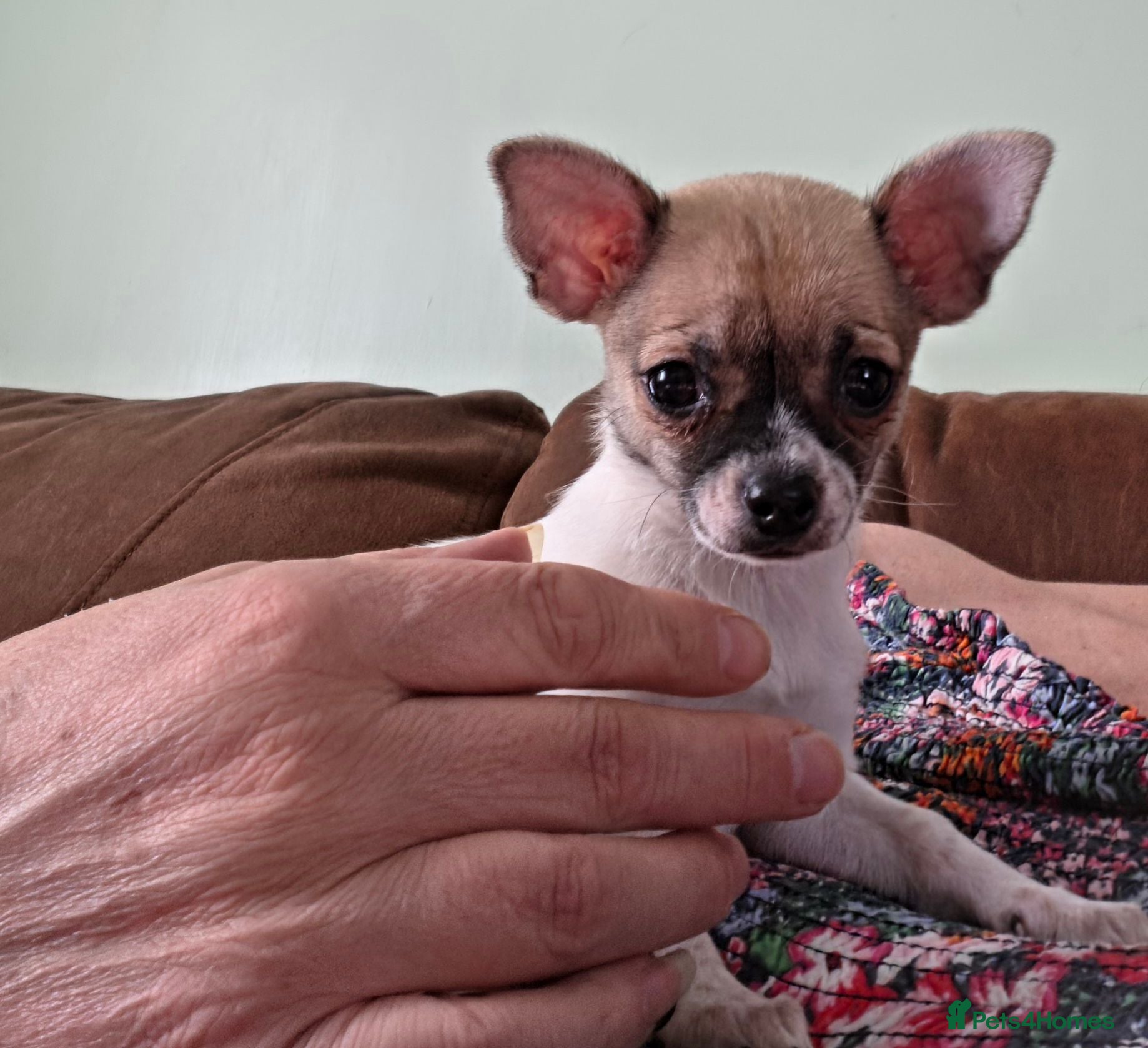 Chihuahua dogs Chihuahua pups x2 smooth coat - Advert 13