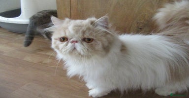 Persian cats - Advert 3