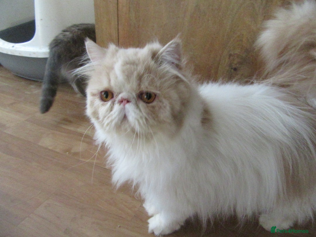 Persian cats for sale: Adorable Pedigree Persian Female Available Now - Image 2