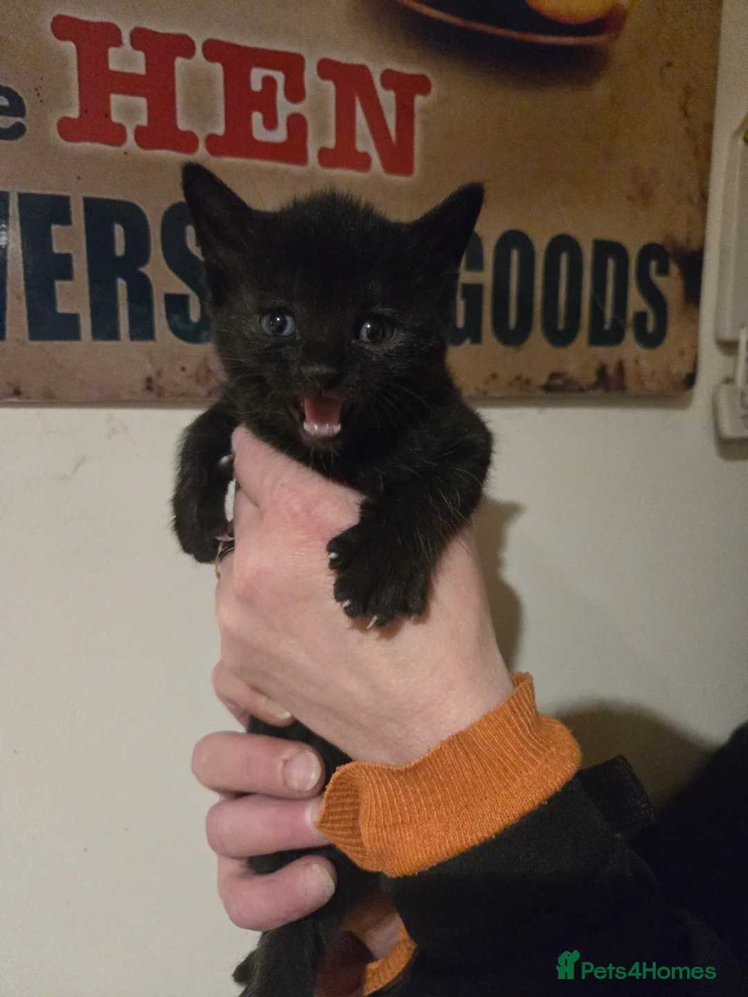 Mixed Breed cats for sale: Gorgeous black kittens house reared. - Advert 14