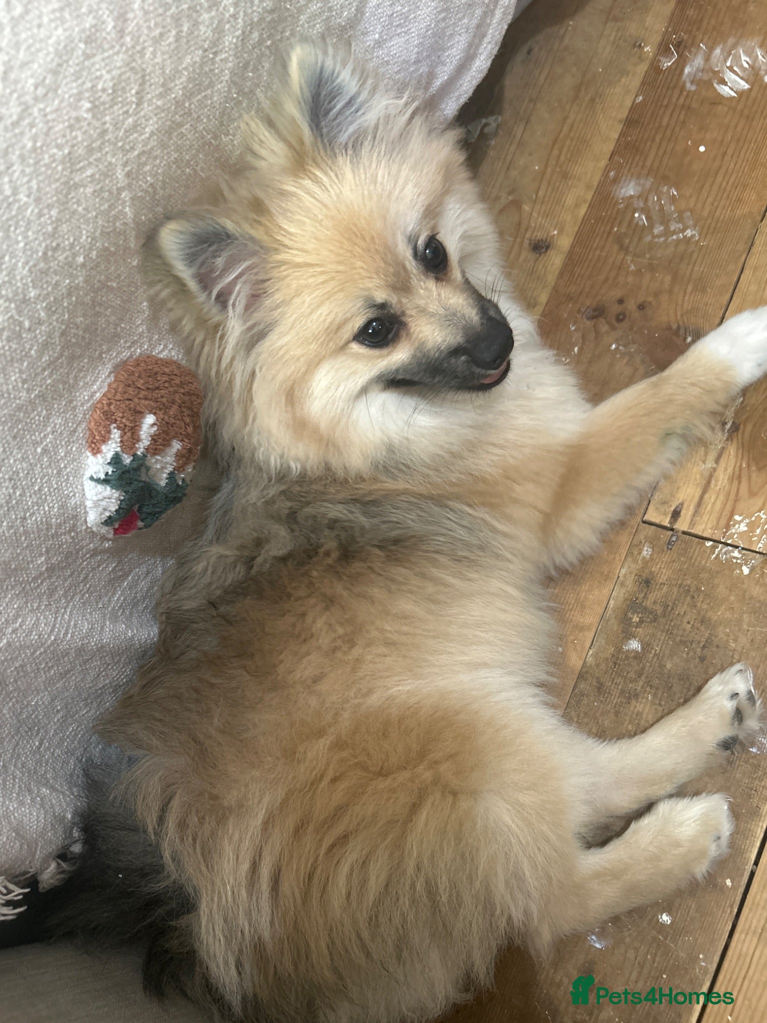 Pomeranian dogs Pomeranian - Advert 6