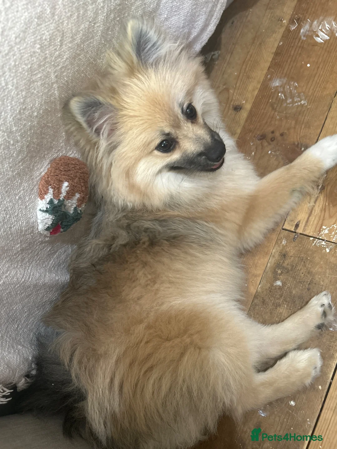Pomeranian dogs for sale: Pomeranian - Advert 1