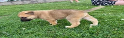 Mixed Breed dogs for sale: 7 beautiful Malkita x puppies with unique colours  - Advert 10