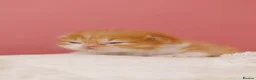 British Longhair cats for sale: Beautiful British Longhair Boy – Leo❤️ - Advert 9