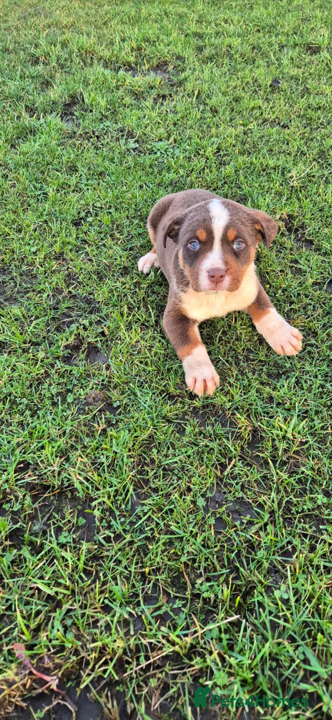 Mixed Breed dogs for sale: Mixed breed pups ready to leave - Advert 10