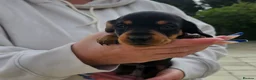 Miniature Dachshund dogs for sale: Miniature dachshund puppies  - Advert 13