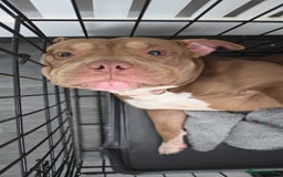 American Bully dogs for sale: Female pocket bully  - Image 2
