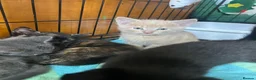 Domestic Shorthair cats for sale: 5 Beautiful kittens, READY TO GO!  - Advert 8