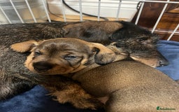 Dachshund dogs for sale: Wire haired Dachshund Teckel Puppies - Advert 5