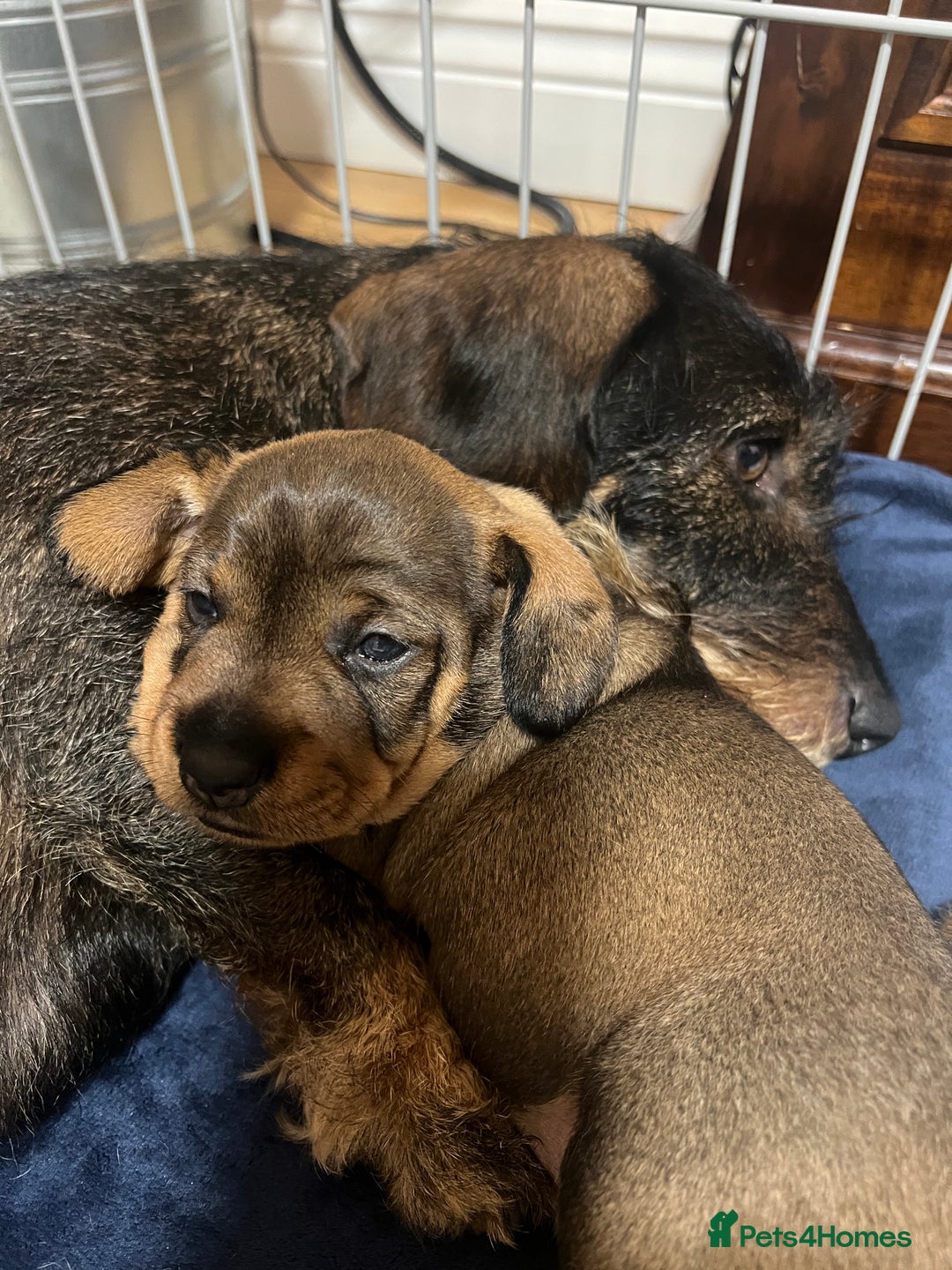 Dachshund dogs for sale: Wire haired Dachshund Teckel Puppies - Advert 5
