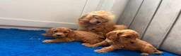 Cavapoo dogs for sale: Ready to find there forever caring homes 💙🩷 - Advert 5