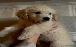 Labrador Retriever dogs for sale: Adorable 8-week-old Golden Retriever puppies  - Image 4