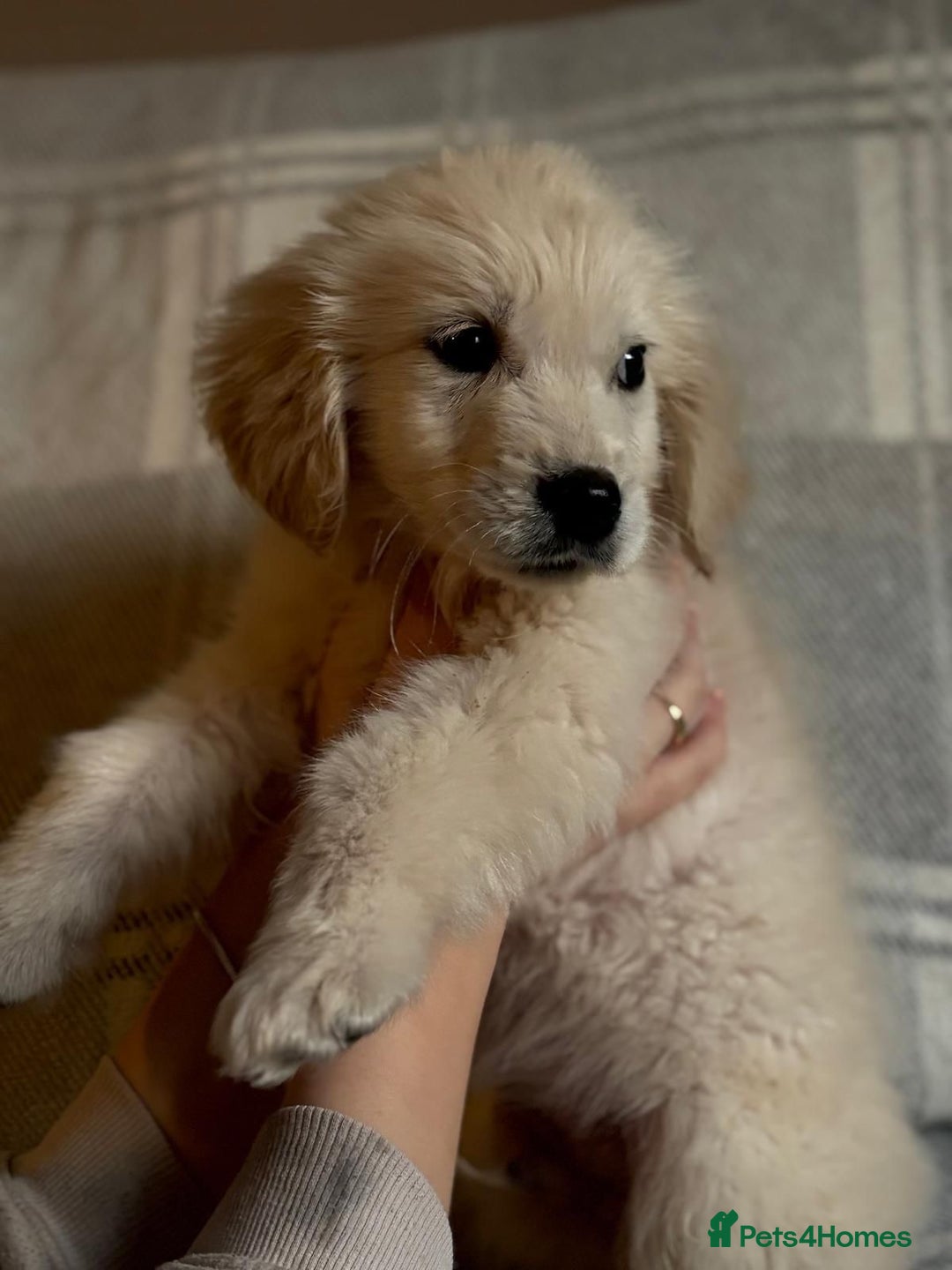 Labrador Retriever dogs for sale: Adorable 8-week-old Golden Retriever puppies  - Image 4