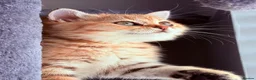 British Shorthair cats for sale: GCCF Registered Golden BSH Kittens | ny12 & by12 - Advert 6