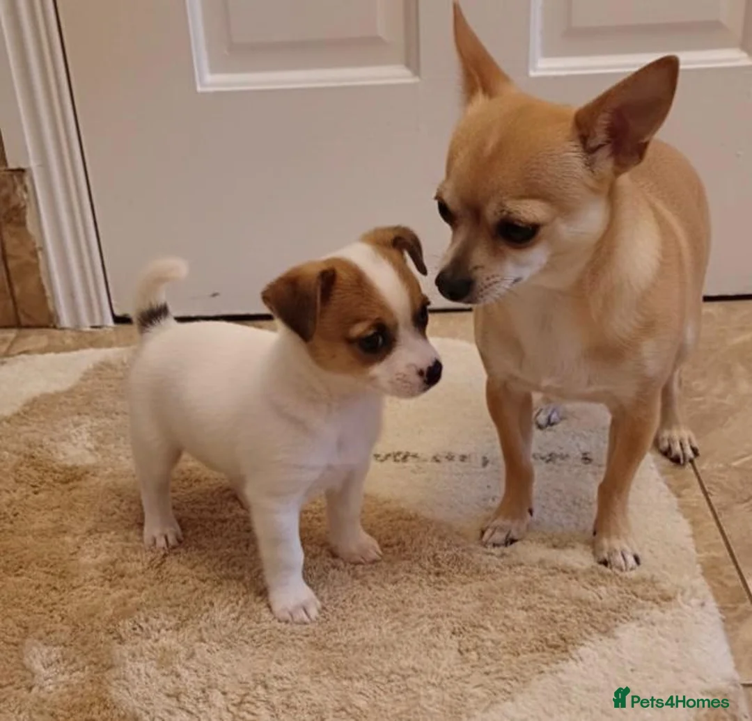 Chihuahua dogs for sale: Chihuahua Puppies  - Advert 5