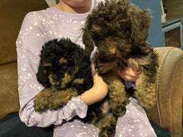 Miniature Poodle dogs Chocolate Phantom Mini Poodle -Ready Now - Advert 2