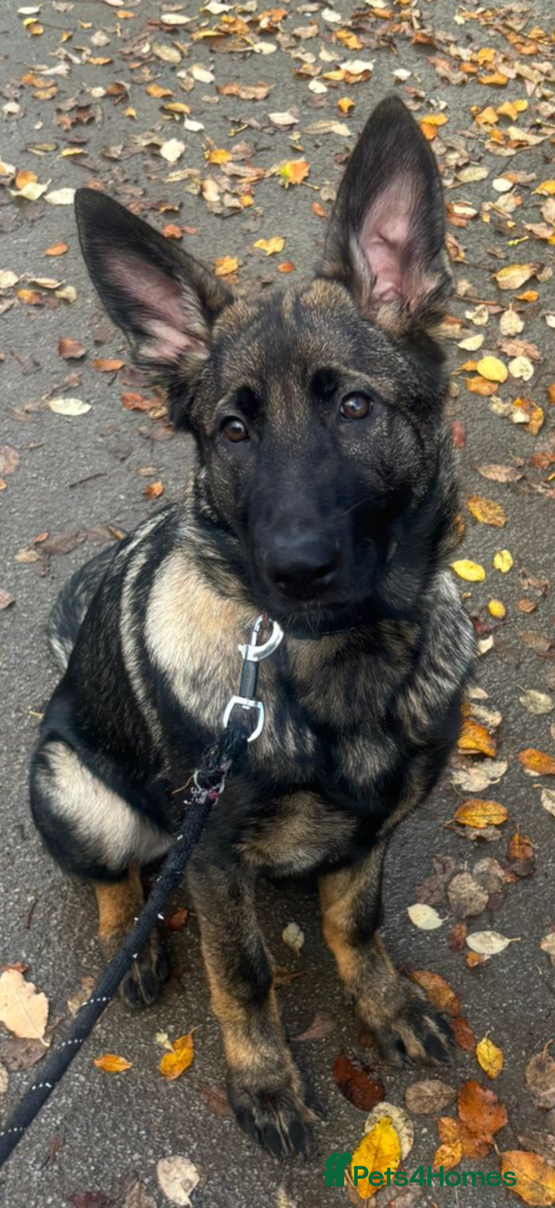 German Shepherd dogs for sale: Stunning Working line German Shepherd - Advert 11