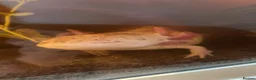 Axolotl reptiles for sale: Female axolotl - Advert 1