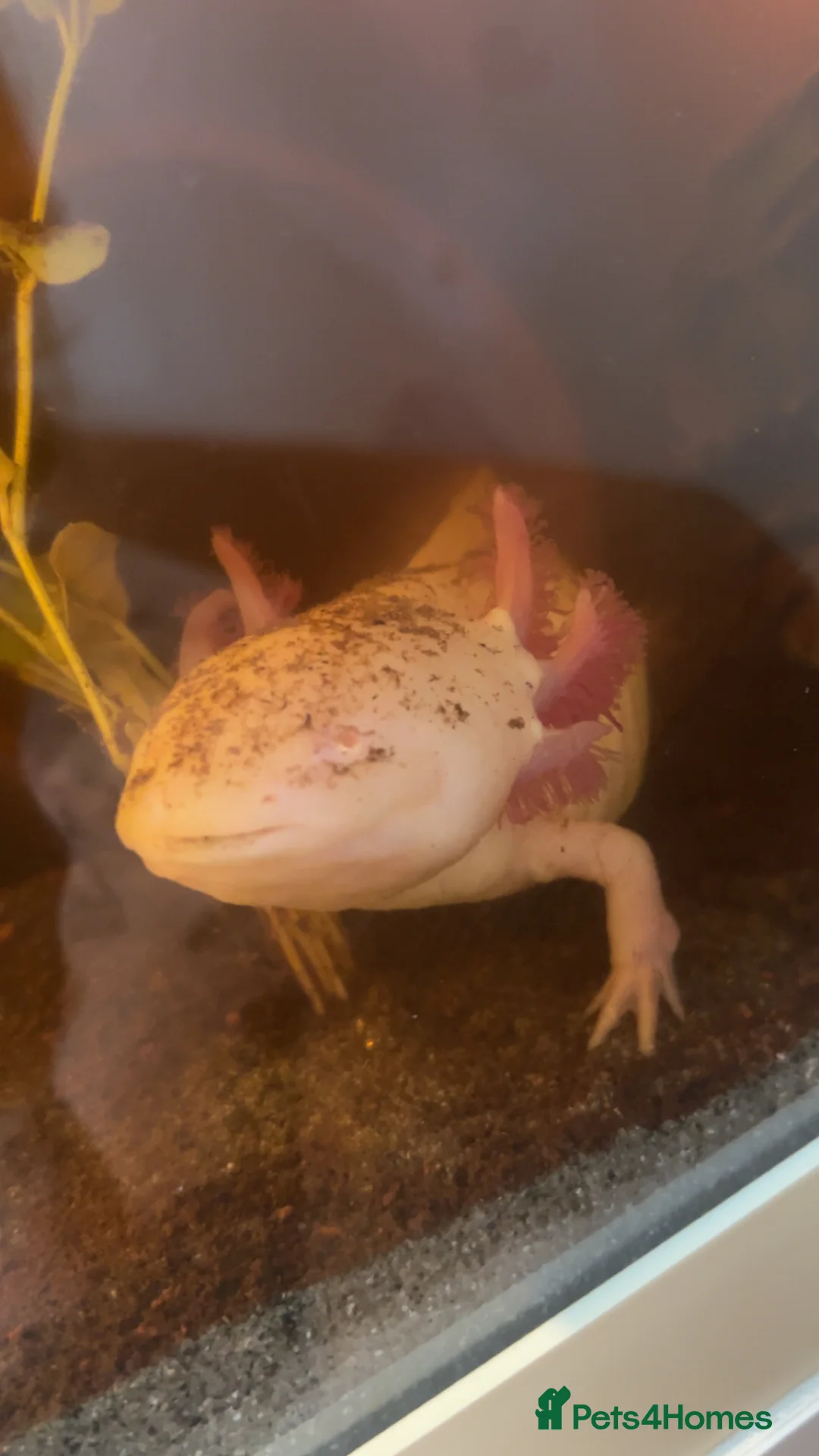 Axolotl reptiles for sale: Female axolotl - Advert 1