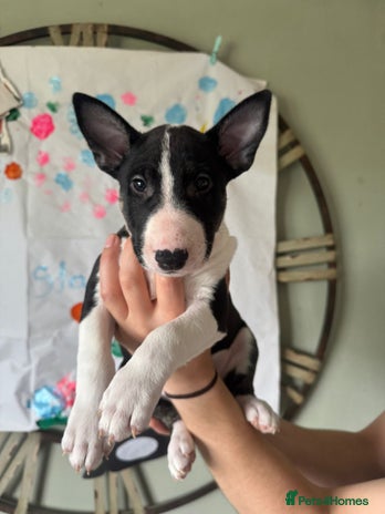 English Bull Terrier dogs - Advert 1