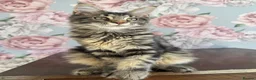 Maine Coon cats for sale: TICA Maine Coon Kittens - Advert 18