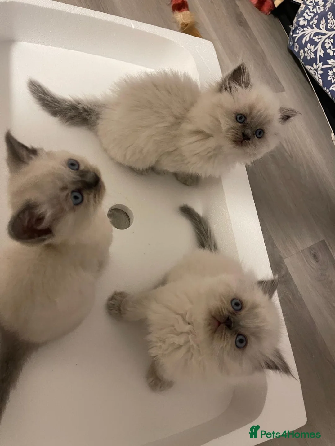 Ragdoll cats for sale: 3 male 2 female  - Advert 1