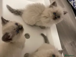 Ragdoll cats 3 male 2 female - Advert 8