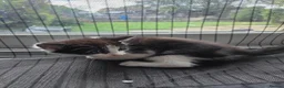 Mixed Breed cats for sale: 4 Beautiful Kittens Looking for Loving Homes - Advert 2