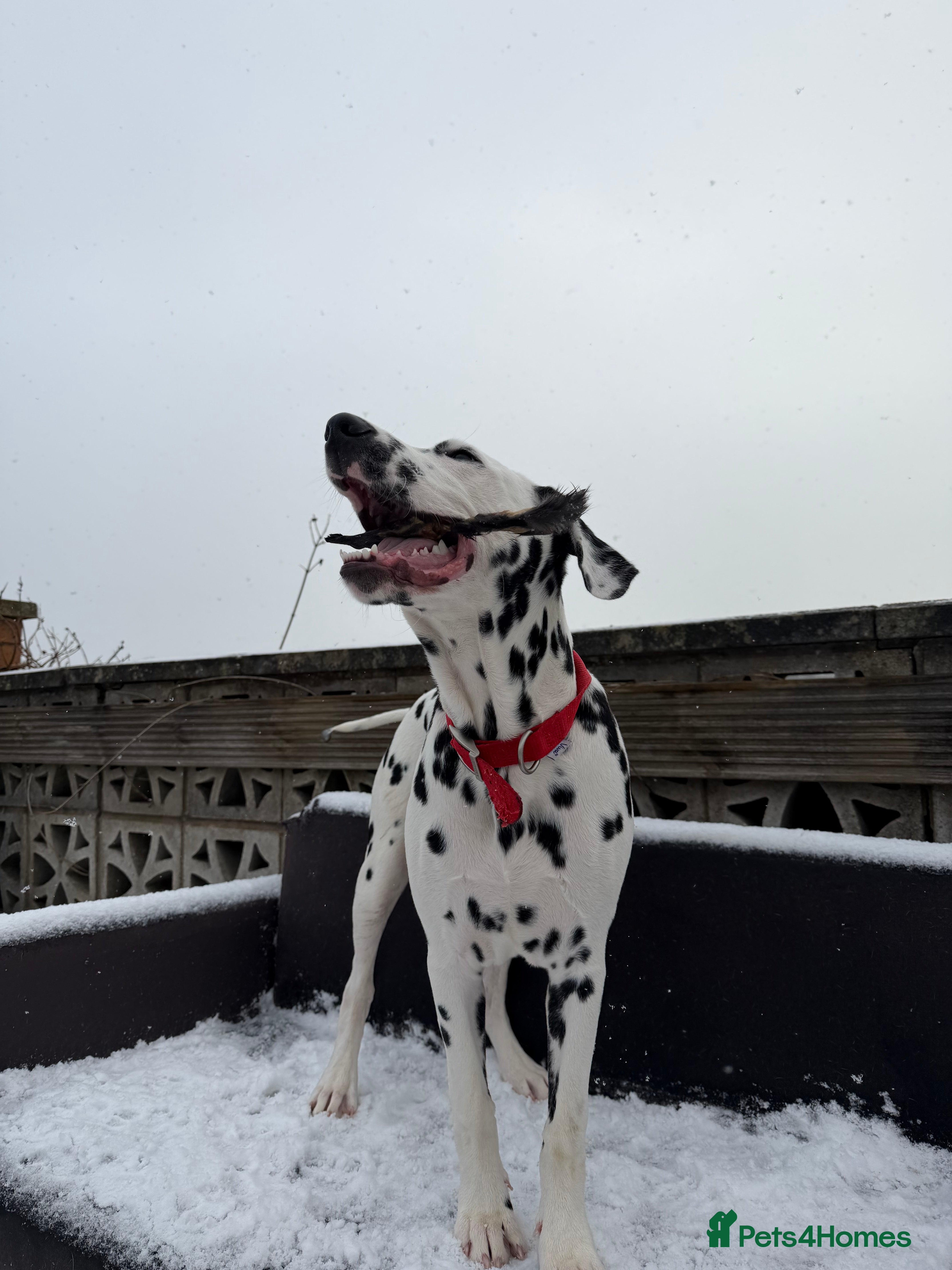 Dalmatian dogs Freddie  - Advert 2