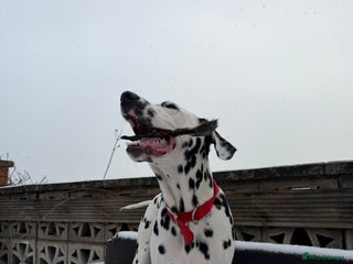 Dalmatian dogs Freddie - Advert 2