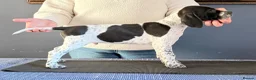Pointer dogs for sale: Stunning Pedigree Pointer pups-will steal hearts - Advert 21