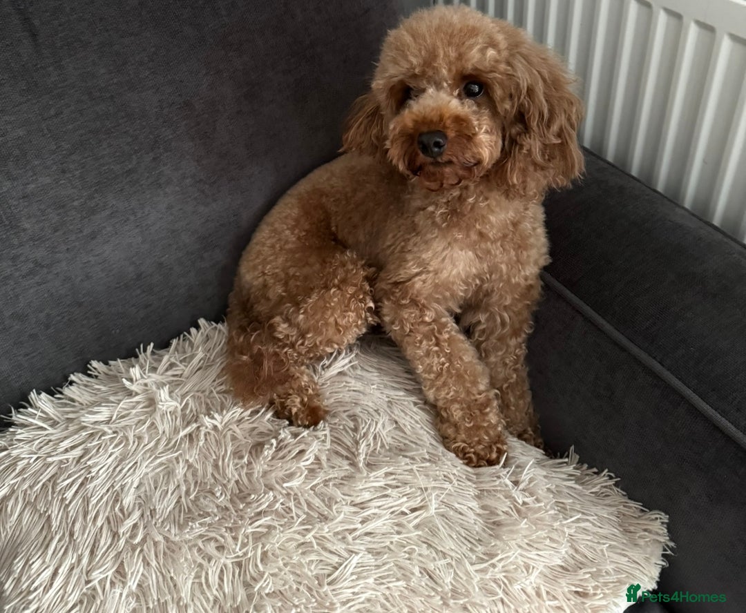 Toy Poodle dogs for sale: 🩵 Red Toy poodle 💫✨ - Image 7