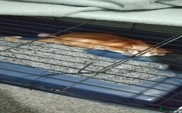 British Shorthair cats for sale: Ginger domestic shorthair  - Image 8