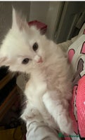 Turkish Angora cats Gorgeous fluffy Turkish angora cross kittens - Advert 1
