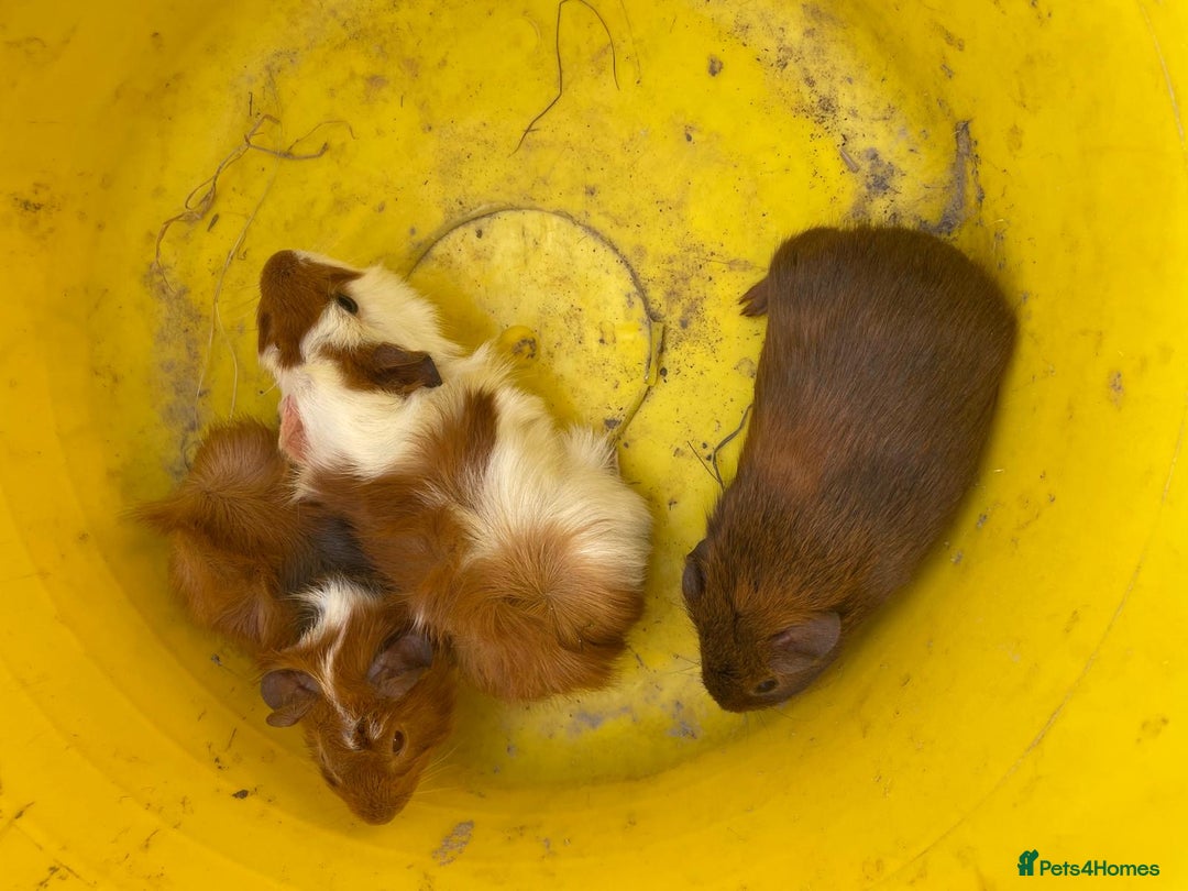 Guinea Pig rodents for sale: Male Guinea pigs - Image 4