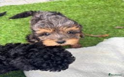 Cavapoo dogs for sale: Toy f1b cavapoo puppies - Image 19