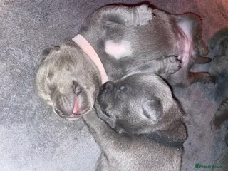 Staffordshire Bull Terrier dogs 7 beautiful KC staffy puppy’s - Advert 10