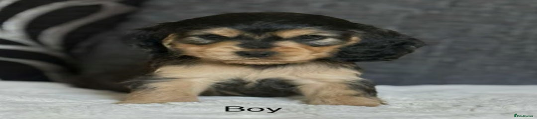 Cocker Spaniel Puppy 1