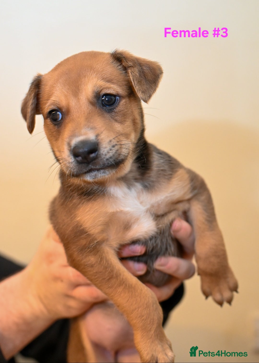 Mixed Breed dogs for sale: 5 Female Bull Lurcher Puppies for Sale - Advert 9